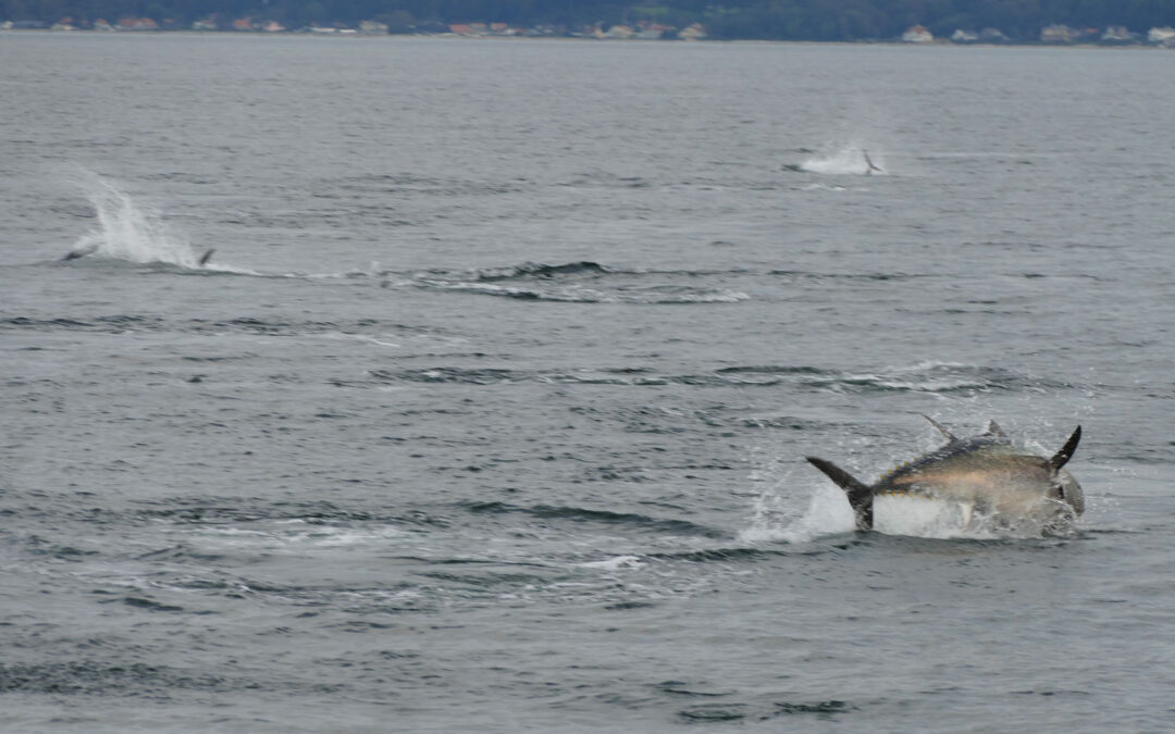 Jagende tun i Øresund.