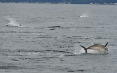 NY VIDEN: TUN SPISER FLERE HORNFISK END FORVENTET