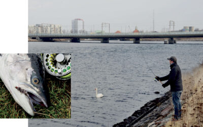 DE BEDSTE FISKEPLADSER TIL HAVØRRED PÅ AMAGER