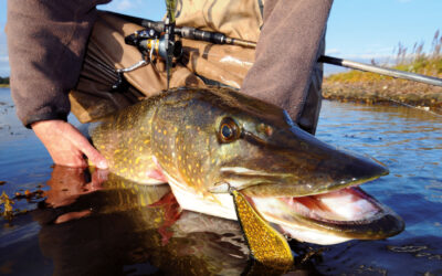 GEDDESPIN: GUIDE TIL BLINK, SPINNERE, SOFT- OG HARDBAITS