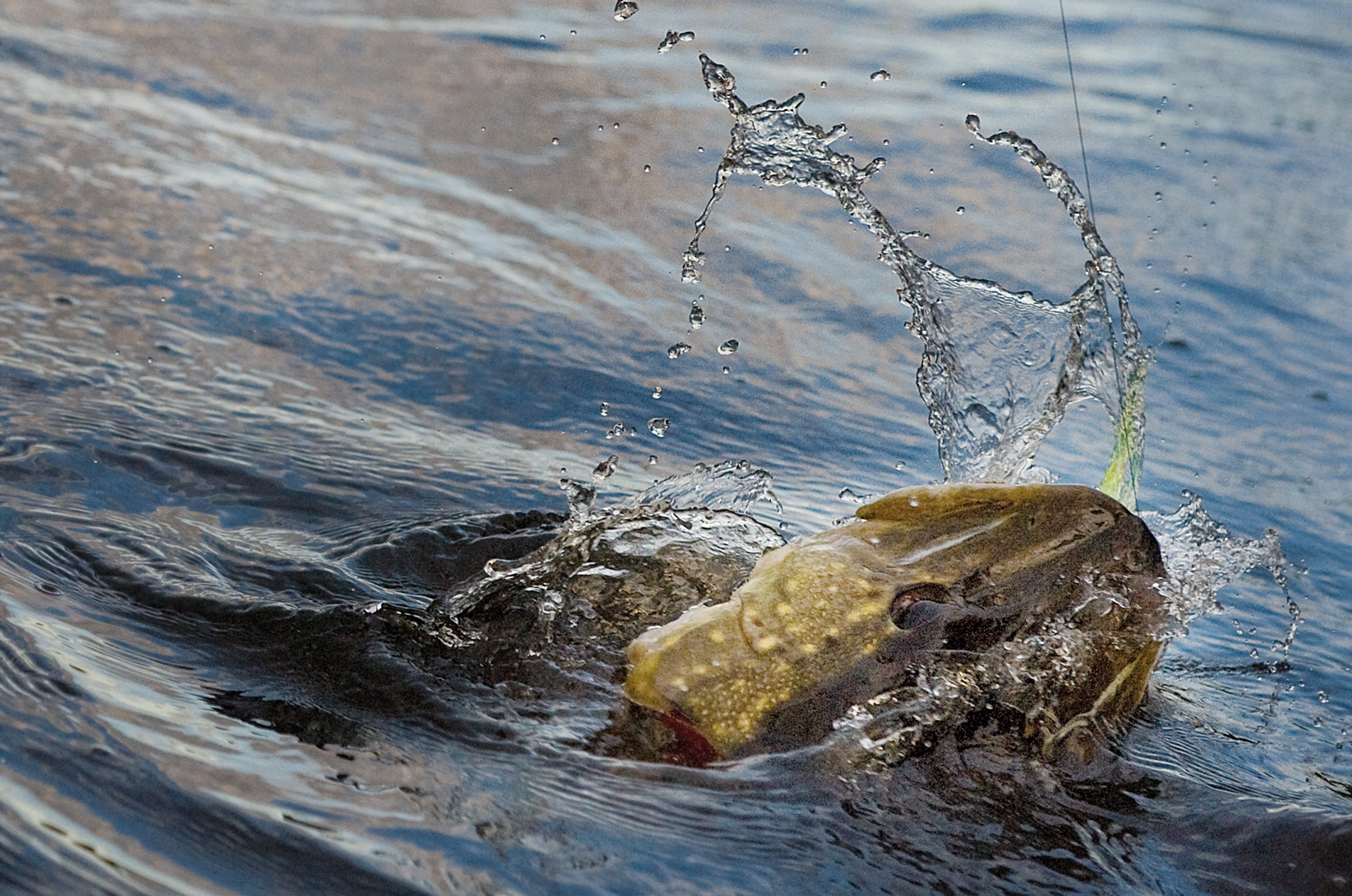 Når fisken er sikkert kroget somher, er der mindre at være nervøs for, når gedden laver sin klassiske hovedrysten lige inden landingen. Brug en lille pean til at skifte fluen i snaplock’n.