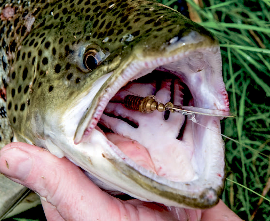 Når krogen sidder så dybt somher, er fisken ofte dødsdømt, hvis ikke spinneren fiskes med gennemløb eller helikopter-rig.