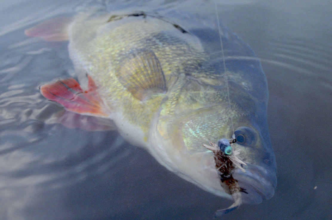 Paddletail Fry er ikke kun tilhavørreder. Aborrer er også vilde med den forførende logrende hale.