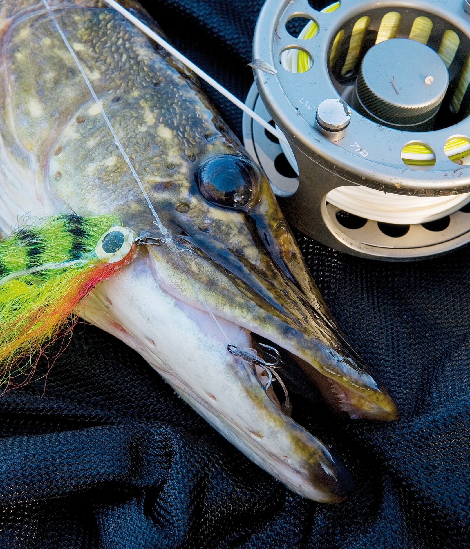 Kommer der den mindste smule brækstangs-effekt på den lille krog, frigiveskrogtaklet fra bagenden af release-fluen. Dette kombineret med, at den lille trekrog rager godt ud fra bunden af fluen, gør det muligt at udnytte de store krogningsmæssige fordele, som små og skarpe trekroge giver.