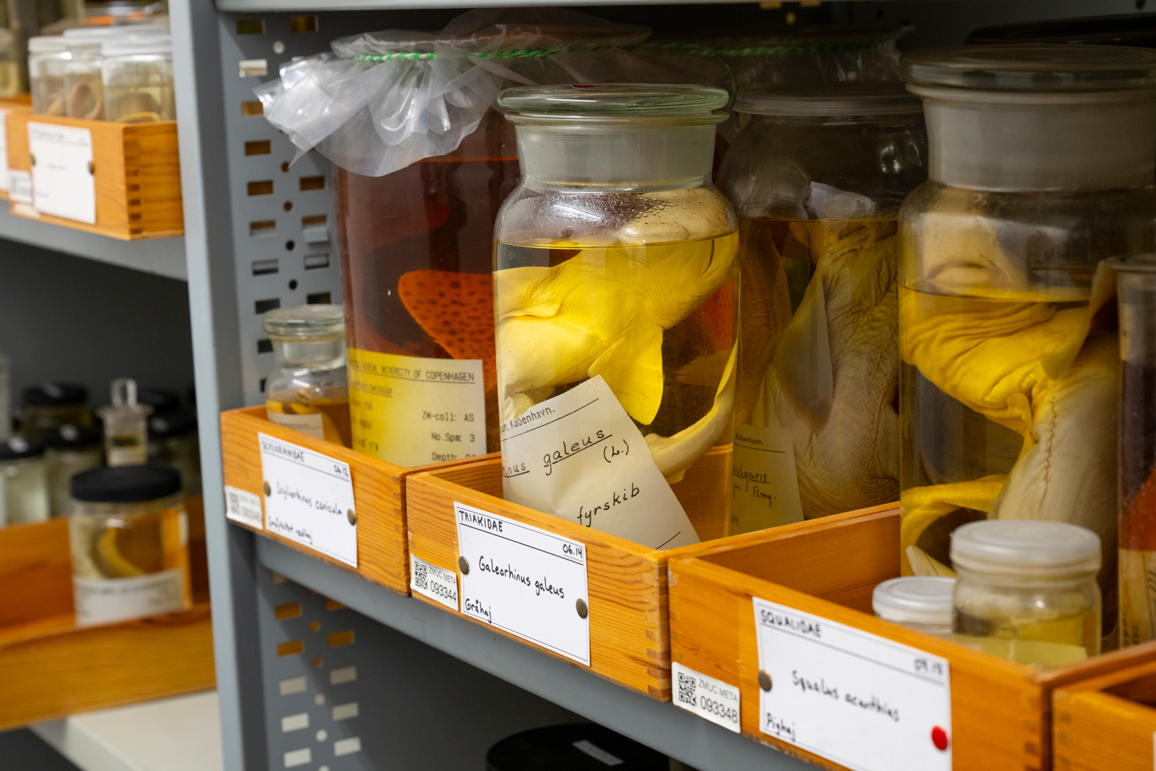 Date til bogen stammer ikke bloty fra forskellige databaser og museets feltarbejde - men ogs fra de gamle samlinger, som Statens Naturhistoriske Museum har.