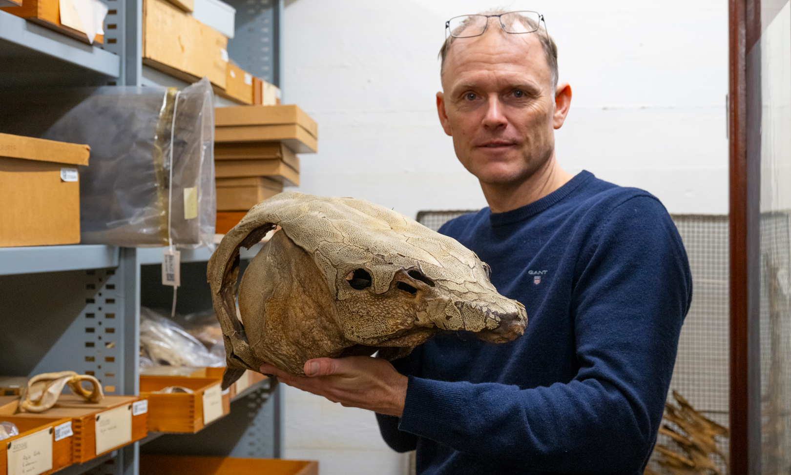 Henrik Carl med et gammelt typeeksemplar af vestatlantisk stør fra Statens Naturhistoriske Museums samling.