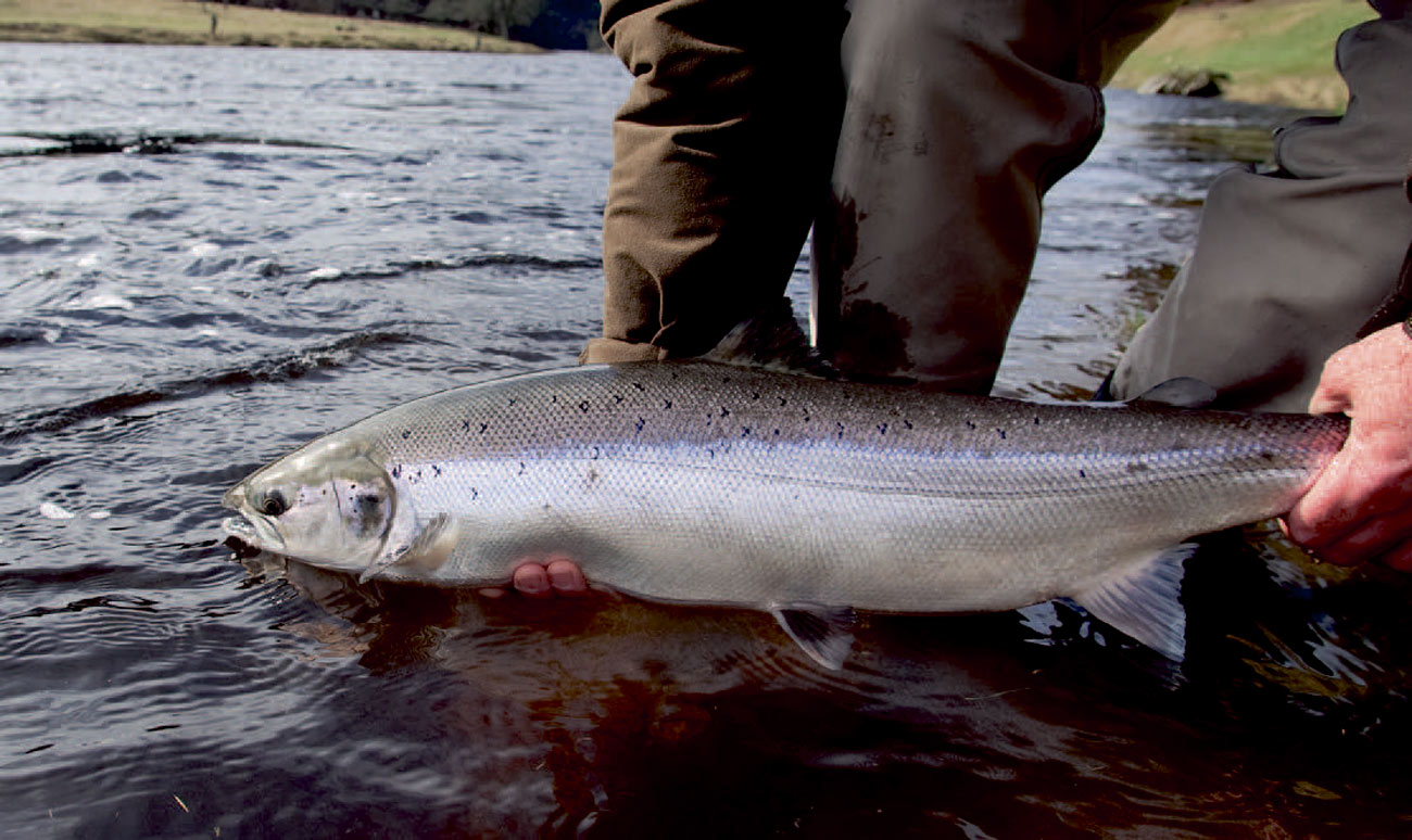Med en springer som denne, får man næppe en bedre start på laksesæsonen.