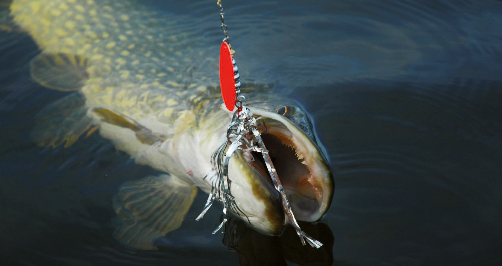 Spinnere er bestemt ikke kun ensommeragn, selvom de har deres force på denne tid af året. Denne gedde huggede en kølig decemberdag på en GiantSilver spinner fra Innovative Lures.