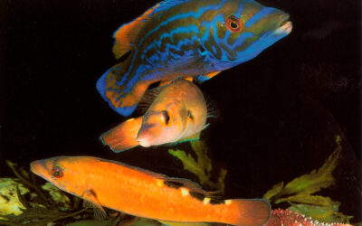 RØDNÆBBET OG BLÅSTAKKEN: KØNSSKIFTE FOR ÅBENT TÆPPE