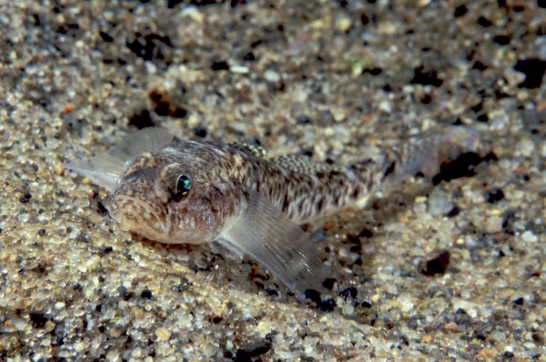 Kutlingen er blandt havørredensvigtigsts byttedyr i de kystnære tangbælter og sandområder.
