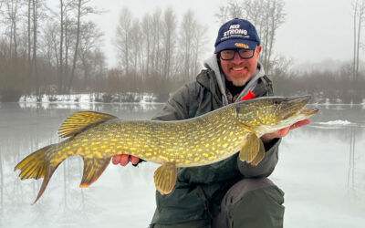 ISGEDDER I VINTERENS SIDSTE SVANESANG