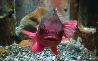 SE STENBIDERE PÅ ØRESUNDSAKVARIET I PÅSKEN