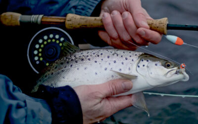 KYST: HAVØRRED PÅ BALANCEFLUE OG STRIKEINDIKATOR