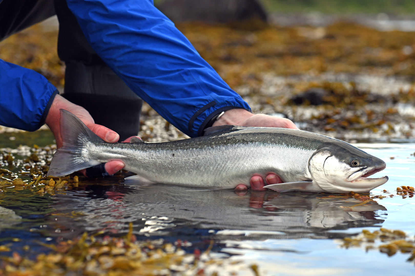 Rasmus har fanget rigtig mange laksefiske på fluestangen - blanfdt andret havvandrende fjeldørred som denne.