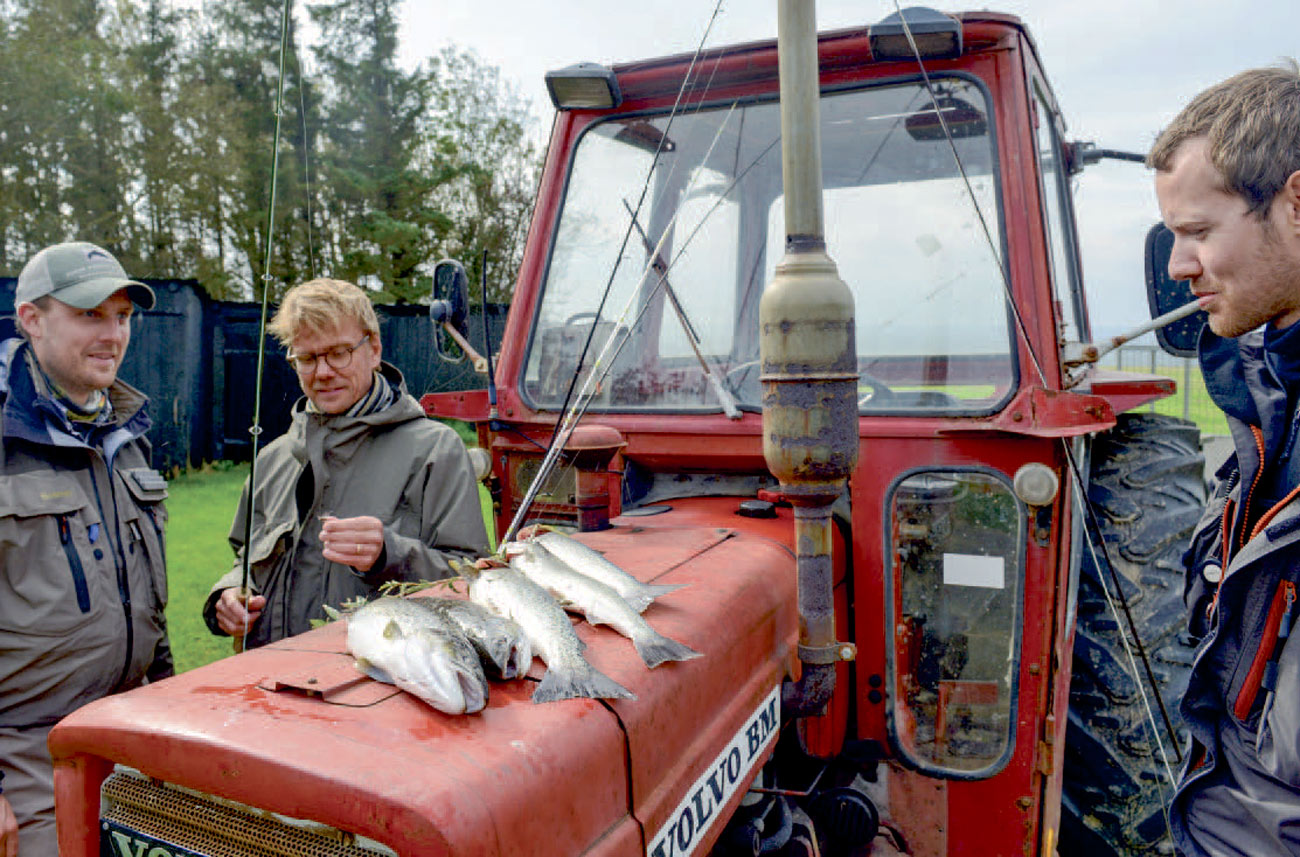 Traktortræf på den vestlige del afDrejø efter en dejlig morgen i selskab med en flok af Øhavets skønheder.
