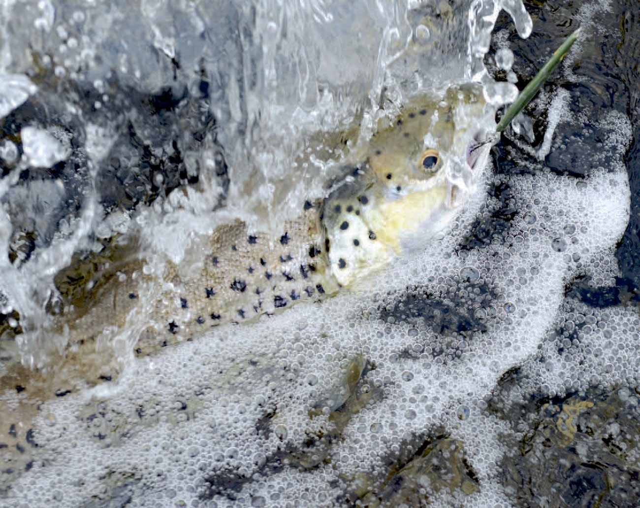 En mindre Drejøørred kæmperfor sit liv. Den slap dog for skrækken og blev minutter senere forsigtigt genudsat.