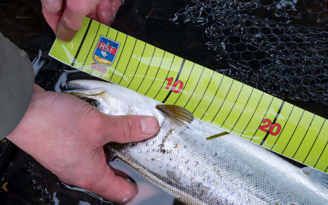 Idfag stopper halvårsfredningen ud for mange mindre danske havørredåer.