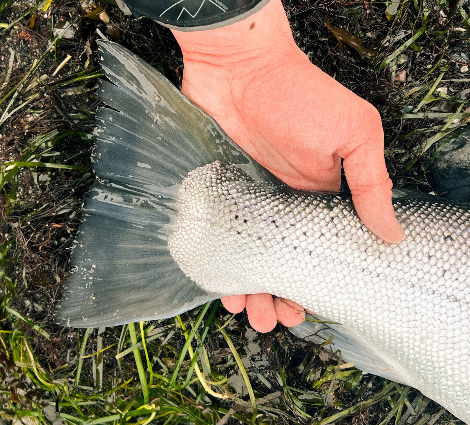 Dyrk lige haleroret på denne pragthavørred.