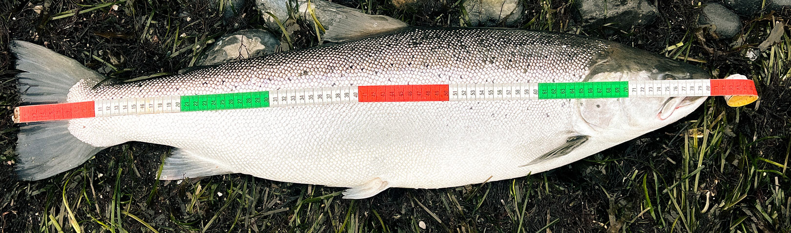 82 centimeter var Daniels Fantastiske overspringer fanget på blink.