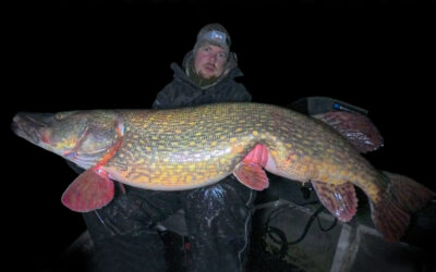 GIGANT NATGEDDE FRA HOLLAND LANDET PÅ SOFTBAIT