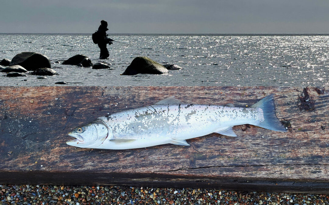 kystfiskeri efter havørred