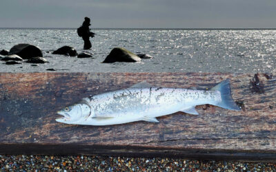 WESTIN CUP 2026: EN HAVØRRED, DER SRANG FOR SIT LIV