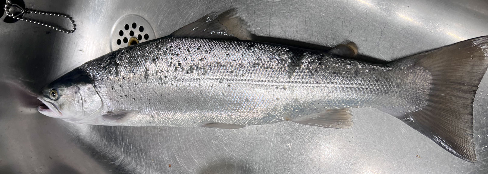 Søren Blom har fået flere andre fine havørreder på det sidste - blandt andet denne.