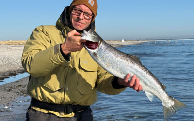 WESTIN CUP 2026: DA BUNDBIDDET BLEV TIL EN SØLVBLANK HAVØRRED