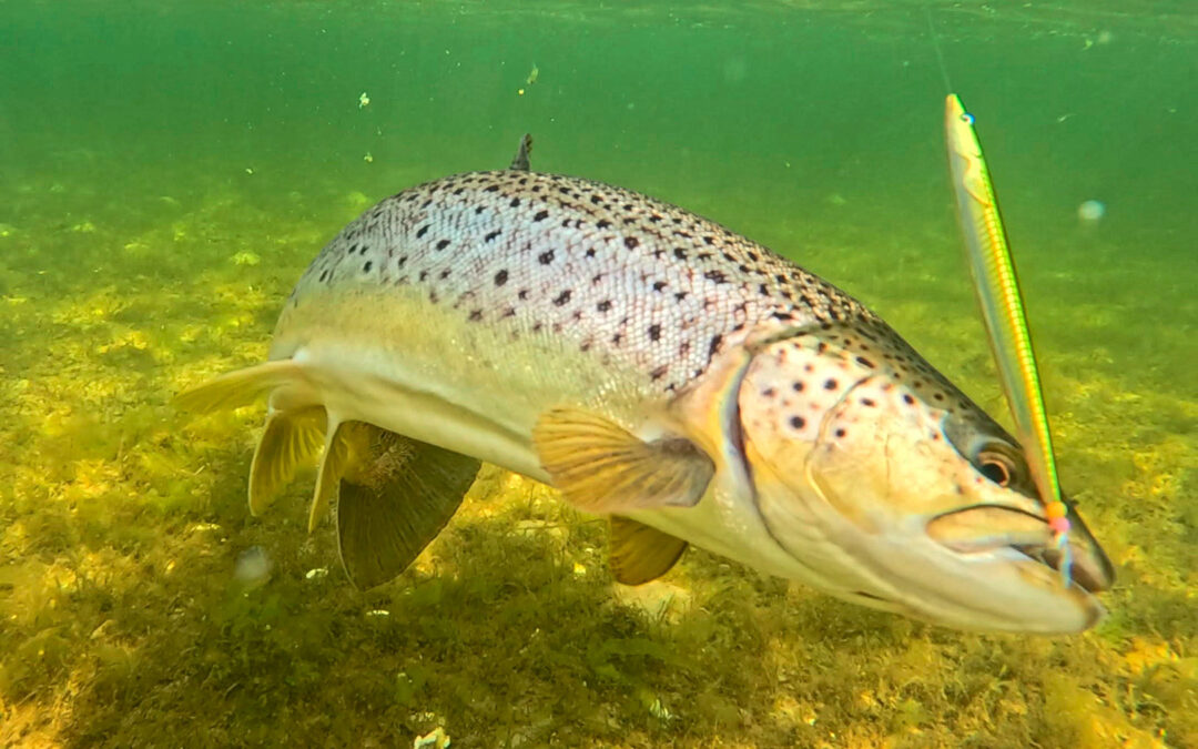 Her er en af de femten havørreder der faldt for Sixty Lures kystwobler Crazy Cuda.