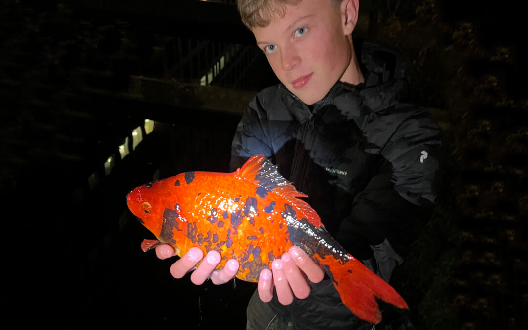 Alexander Krøjby. med sin fine koi/guldfiske hybrid.