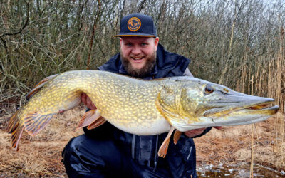 SERIØS GEDDE NAPPER HYBRID PIKE I SIDSTE UDKALD INDEN FREDNINGEN