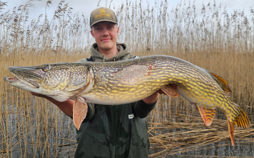 128 CM GIGANTGEDDE I SIDSTE ØJEBLIK