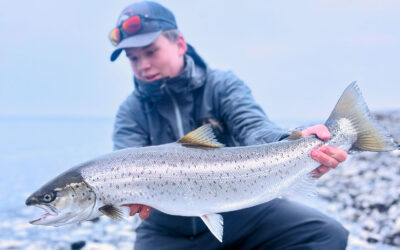 WESTIN CUP 2026: 73 CM GUDESMUK HAVØRRED FRA DJURSLAND