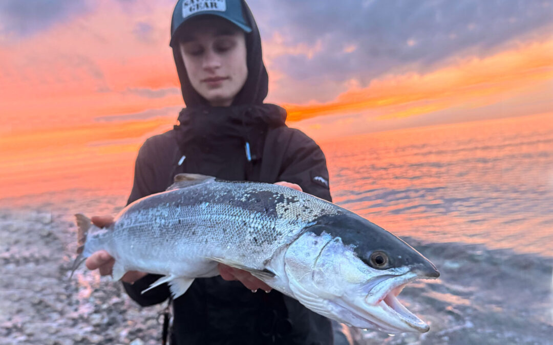 Niels Holer med sin smukke havørred taget på en Sandeel kystwobler i farven Motoroil.