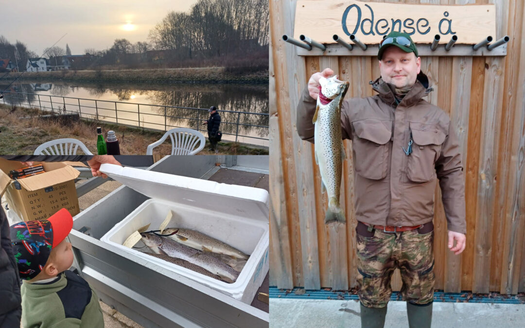 Der blev fanget find med fisk til Odense Å og Fjord Premieren.