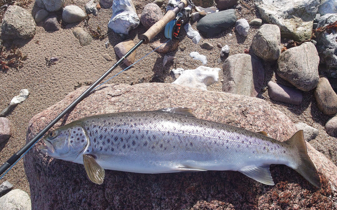 Søren Knudsens fine havørred fra Avernakø blev fanget på flue.