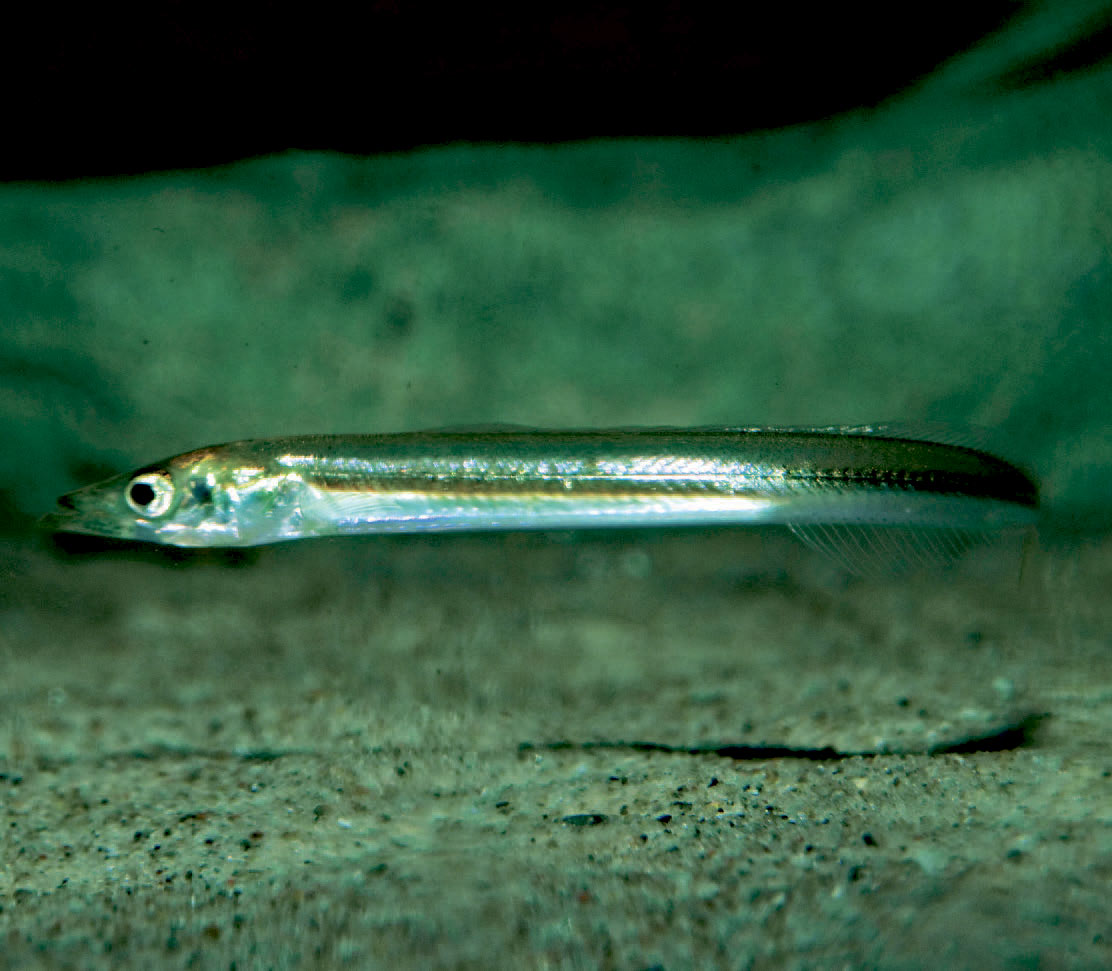 Tobis’erne er på farten i april måned.Og lige i hælene på dem er de sultne havørreder.