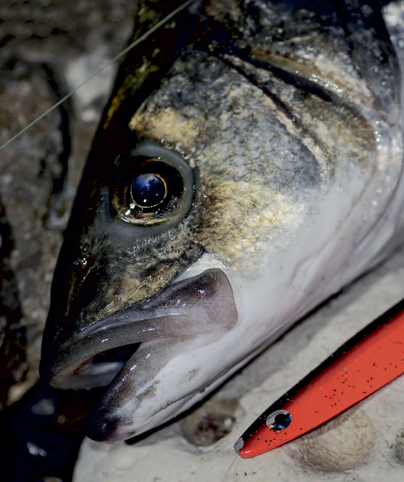 Natfiskeriet på molen med blinker et godt alternativ til flådmede efter havbarsen. De rød-sorte varianter, som denne Herring Inline, er gode i skumringen.