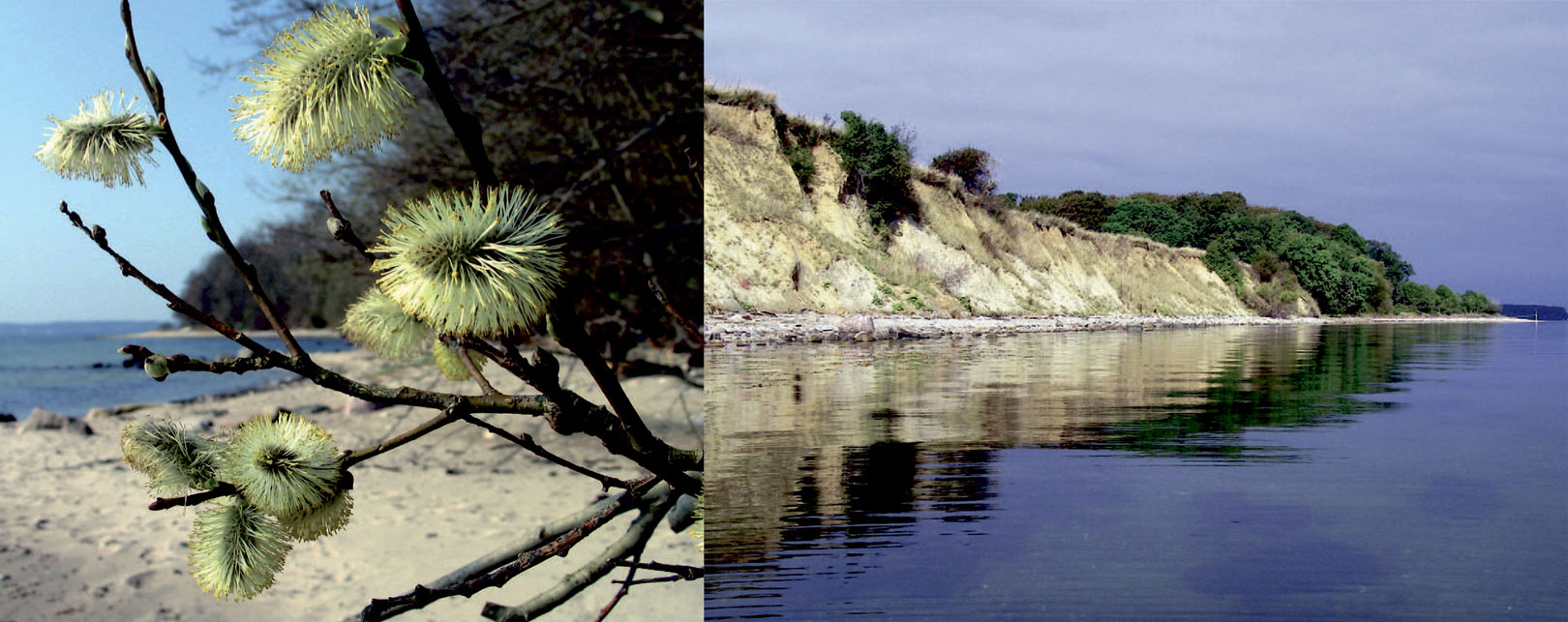 1) Når pilen blomstrer i foråret erdet med at komme på kysten. 2) Saruphav på østkysten er et dejligt stræk med klinter og badekar.