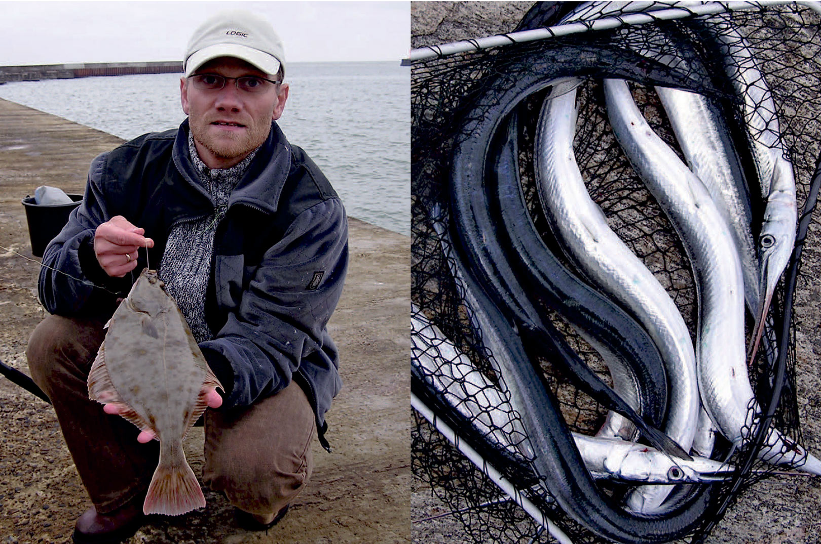 De danske havne byder på alt fra fladfisk til hornfisk - ofte i gode mængder.