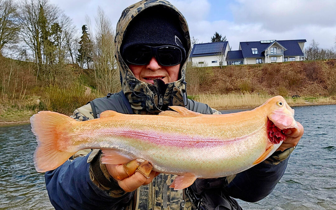 Arne Biering med sin flotte guldørred fra Hedensted Put and take
