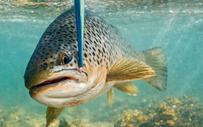 SMUKKE FJORDØRREDER PÅ EN SVÆR DAG