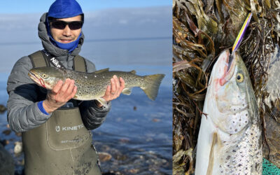 WESTIN CUP 2026: EN SMUK DEBUTHAVØRRED NAKKER SØMMET LIMITED EDITION