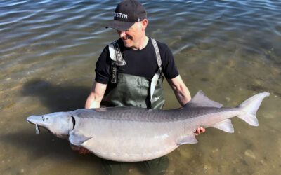 TO POTENTIELLE DANMARKSREKORD STØRER FRA NORDVESTSJÆLLANDS FISKEPARK