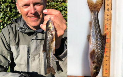 REKORDSTOR GRUNDLING