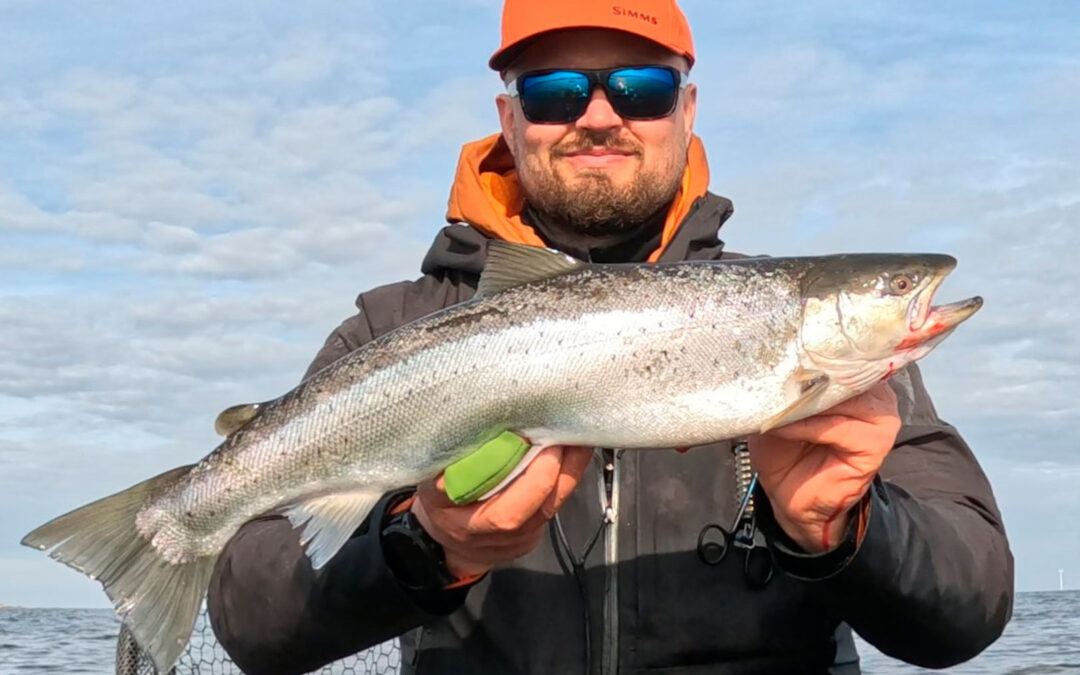 WESTIN CUP 2026: 8 BLANKE HAVØRREDER OP TIL 61 CM FRA ØLAND