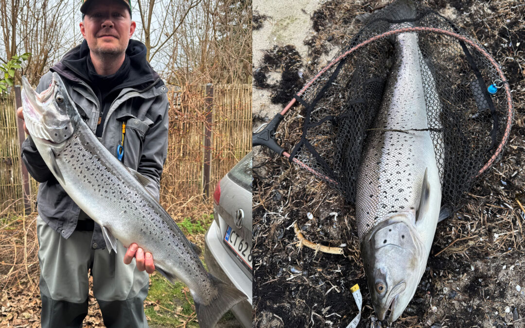 Niels Ellemose Lindvig tog på kysten for at fiske havørred og fik det vildeste hug. Så vildt, at han fandt ud af, at nettet ikke var stort nok...