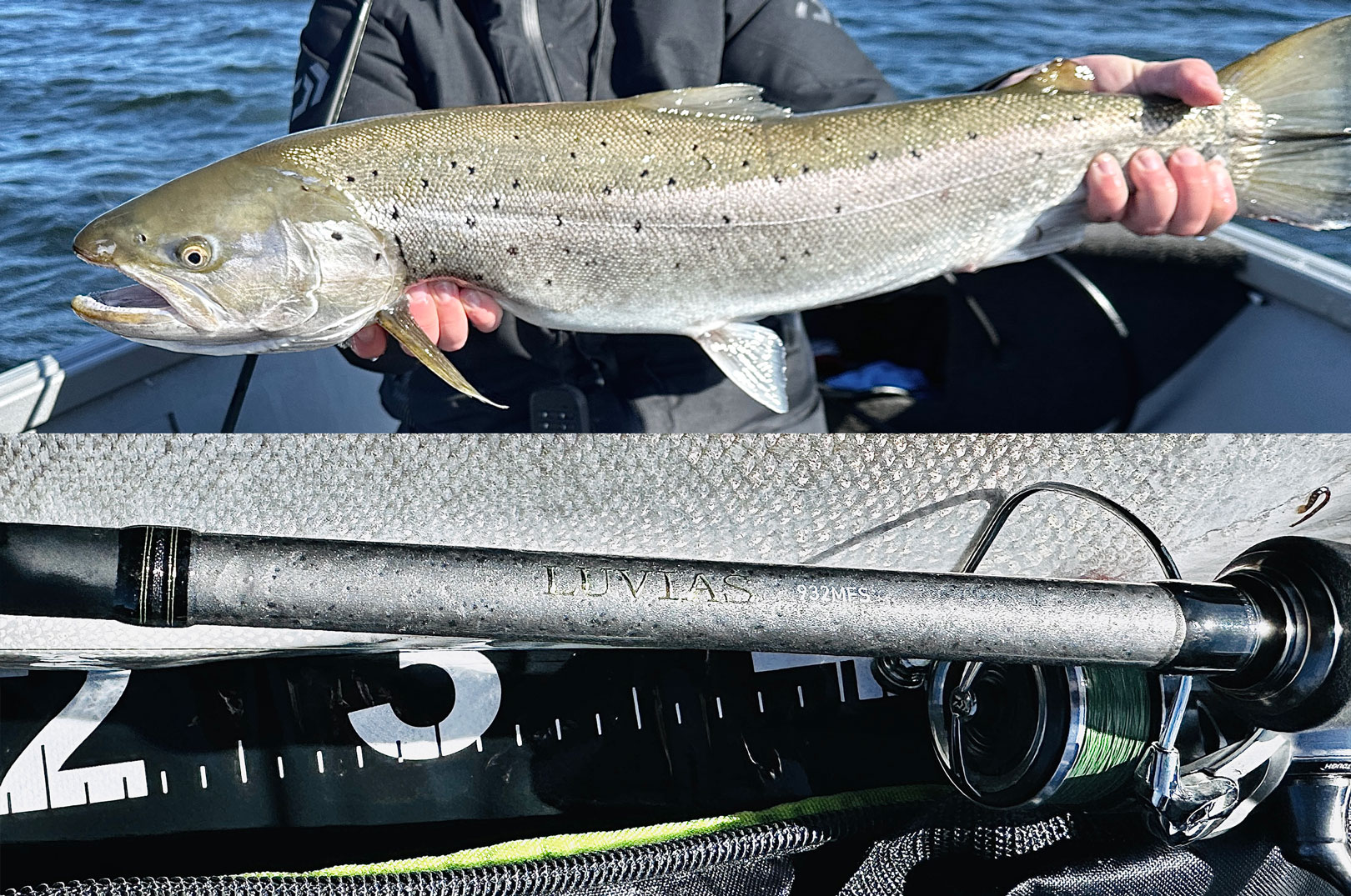 En massiv nedfaldsørred til Rasmus - og en snuk blankfisk til hans kammerat. Alle fisk fanget på Daiwas Luvia.s stænger