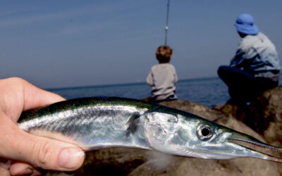HORNFISK OG HYGGE I HAVSTOKKEN