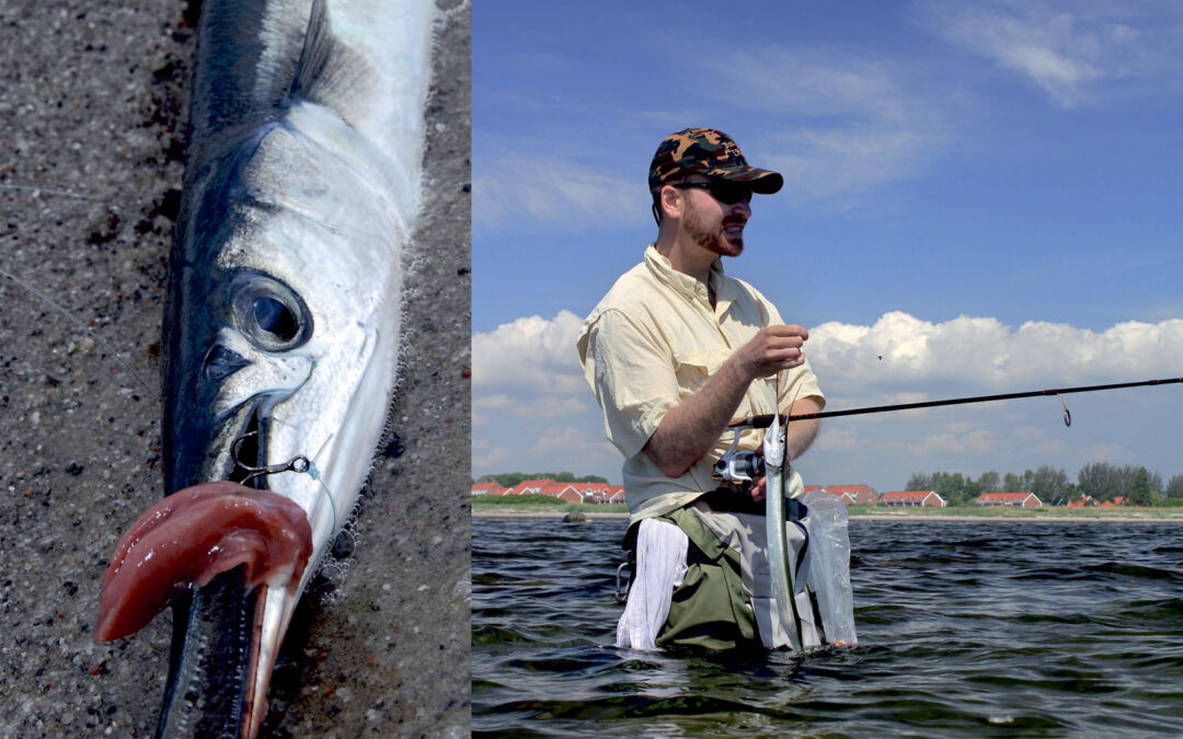 Det lyder måske lidt mærkeligt, men kyllingehjerter er faktisk en suveræn agn til hornfisk.
